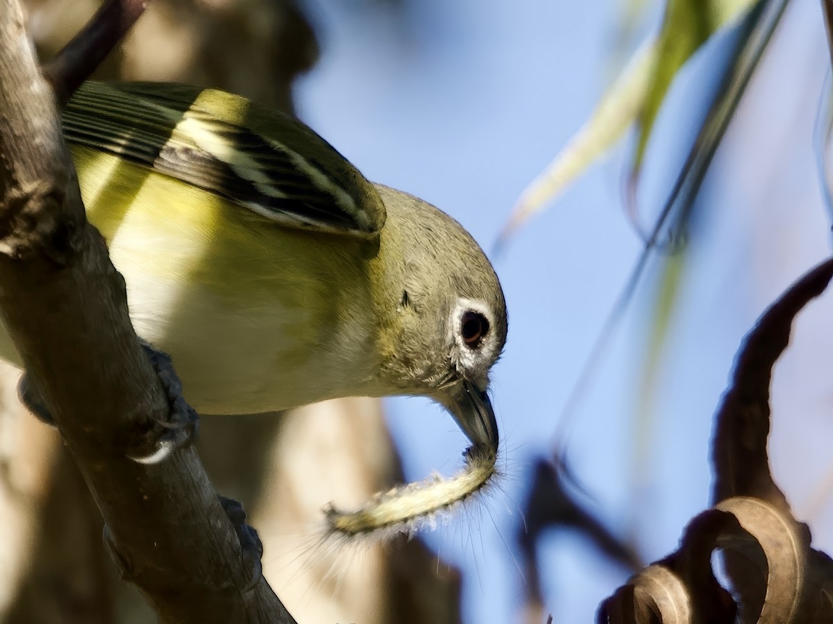 Blue-headed Vireo - ML646001256