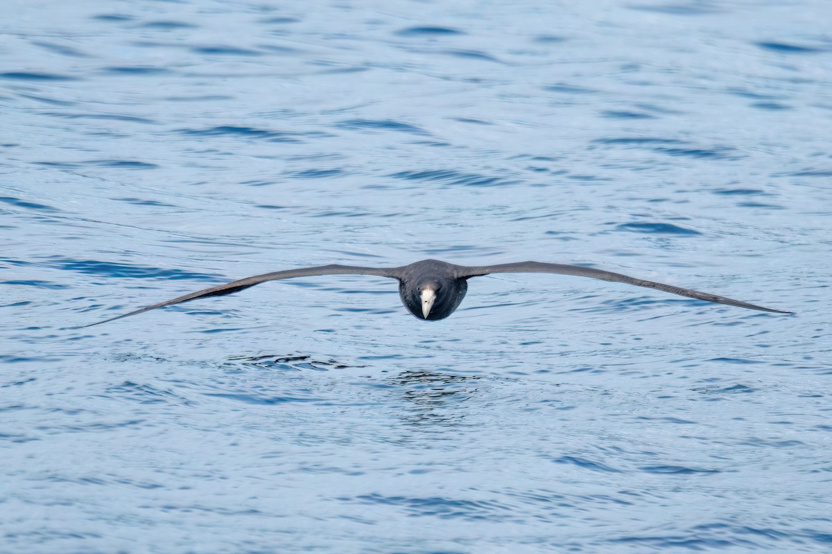 Southern Giant-Petrel - ML646001258