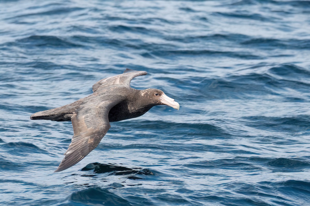 Southern Giant-Petrel - ML646001259