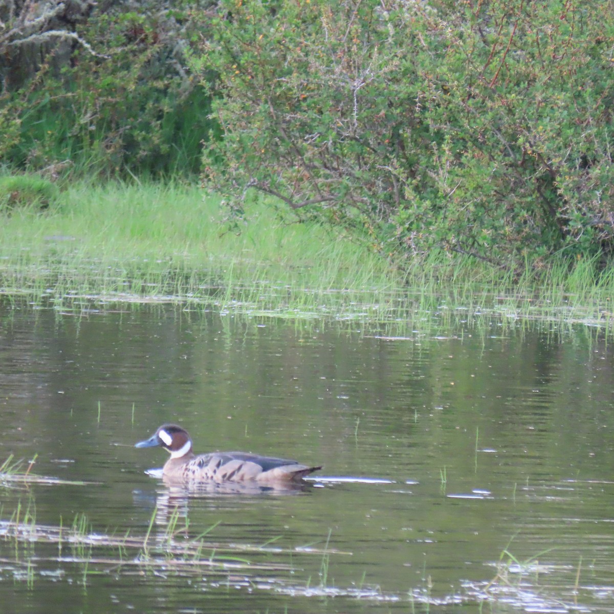 Kupferspiegelente - ML646001260