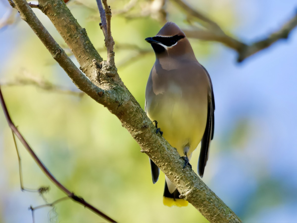 Jaseur d'Amérique - ML646001271