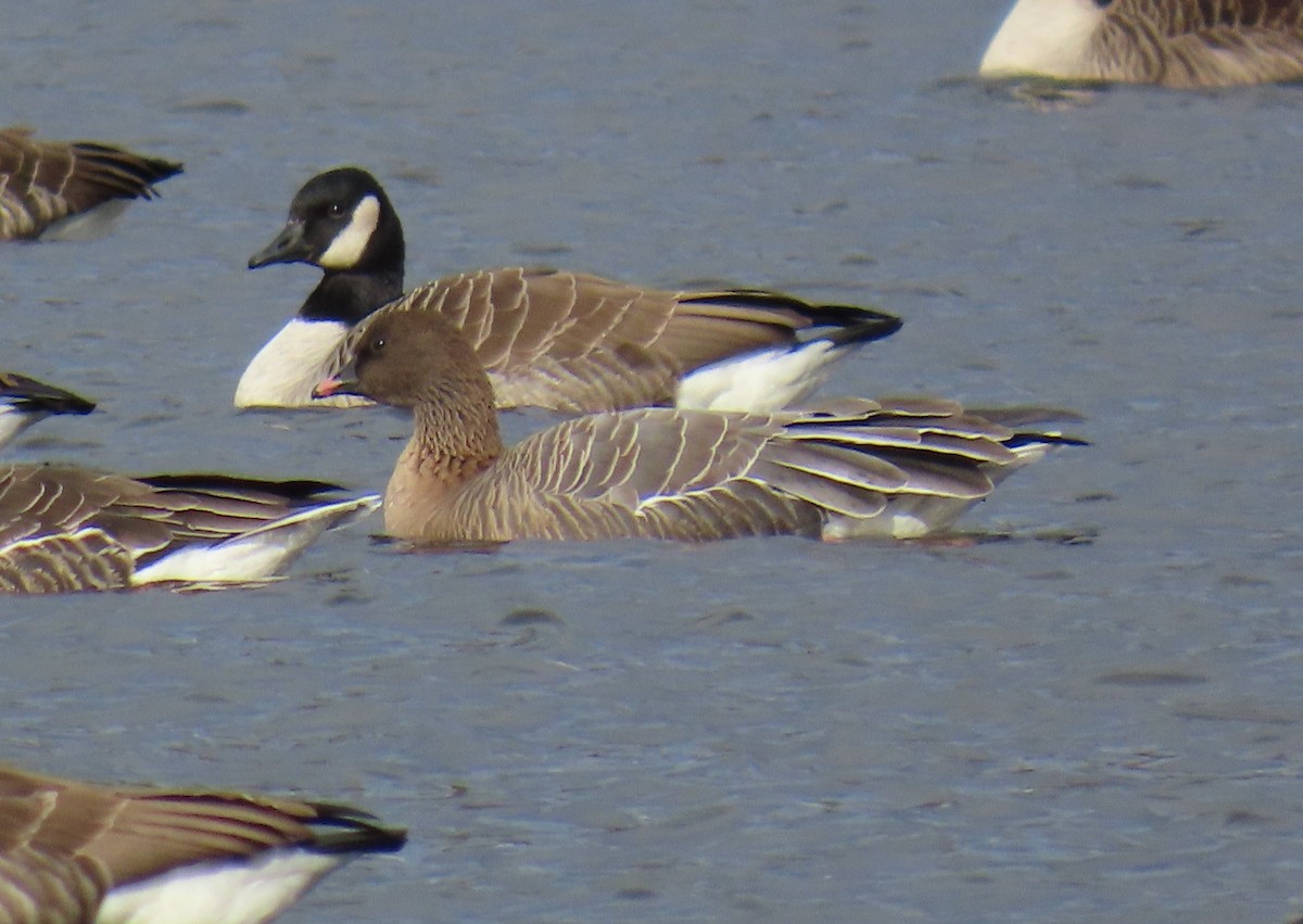 Pink-footed Goose - ML646001286