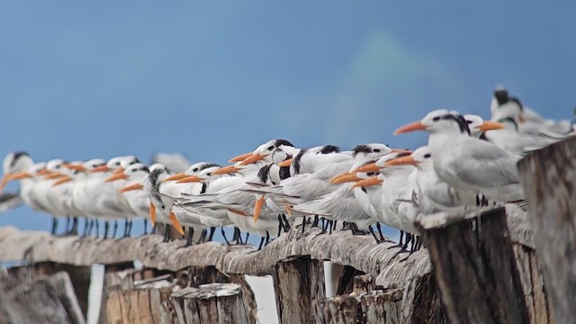 Royal Tern - ML646001290