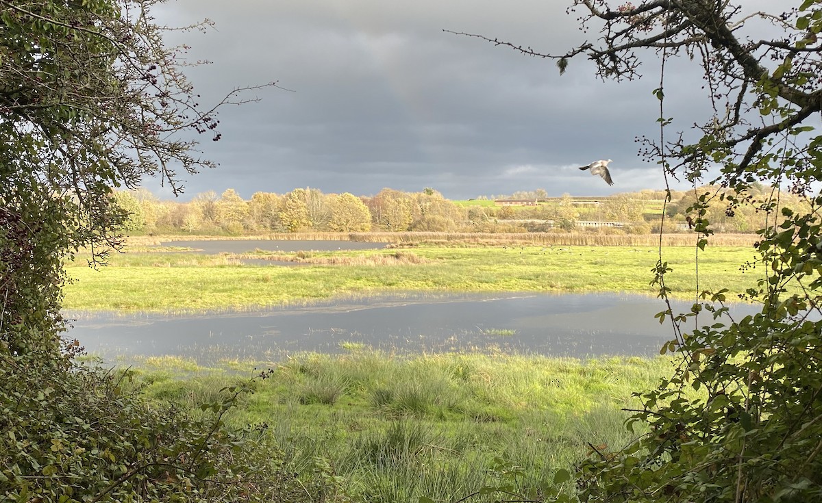 Common Wood-Pigeon - ML646001295