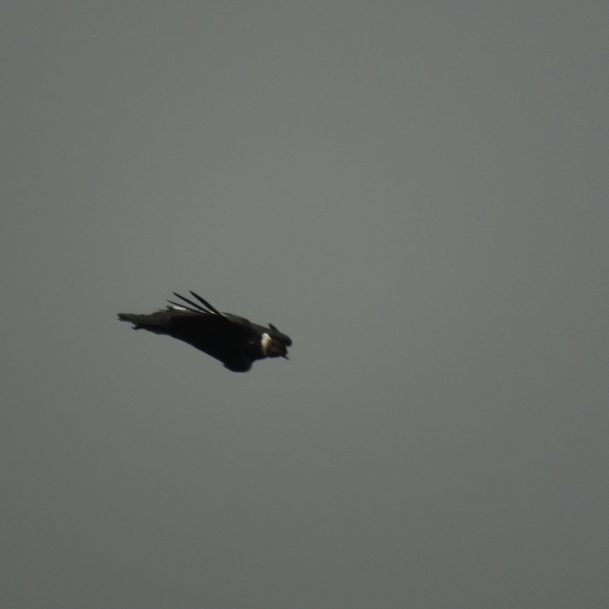 Andean Condor - ML646001341