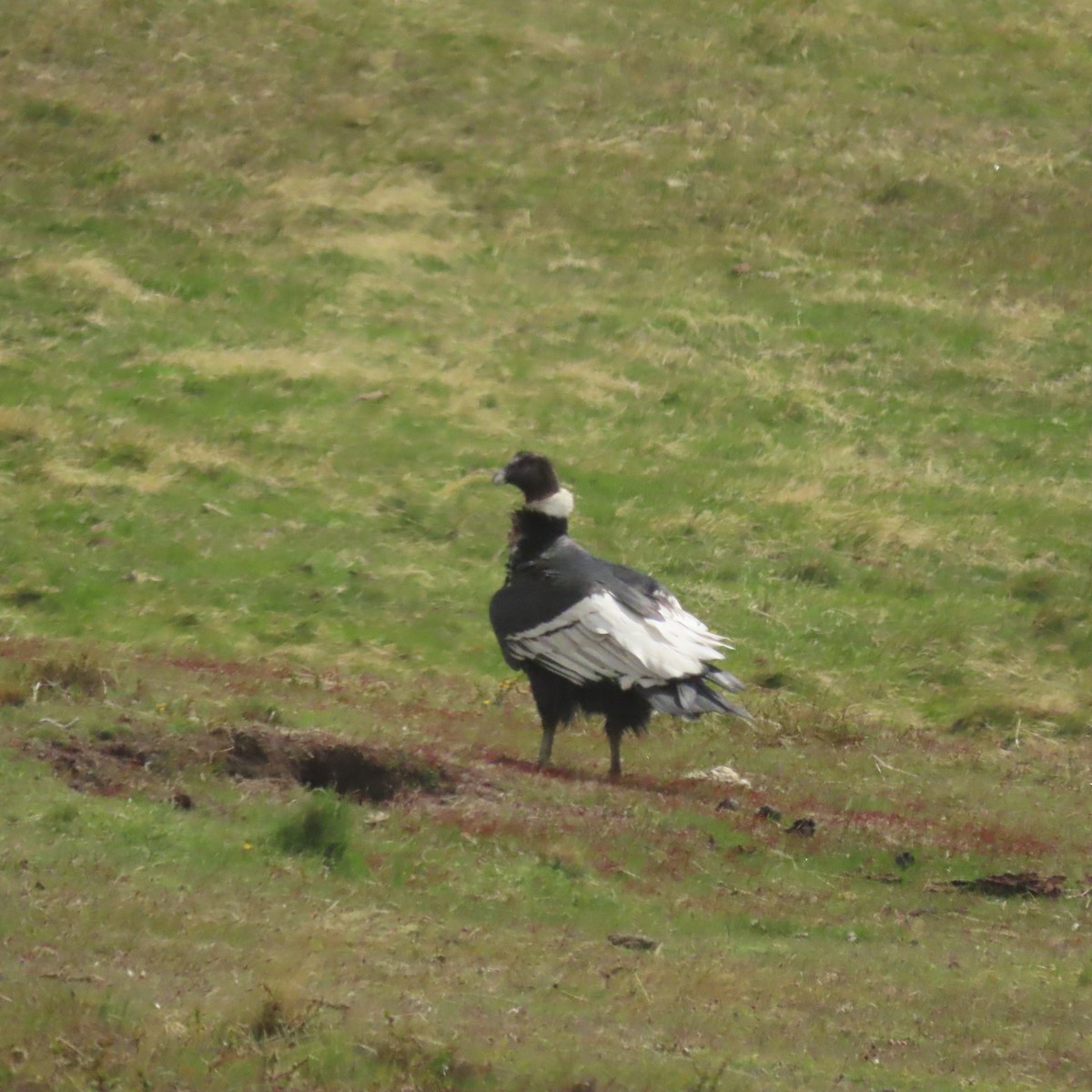 Andean Condor - ML646001342