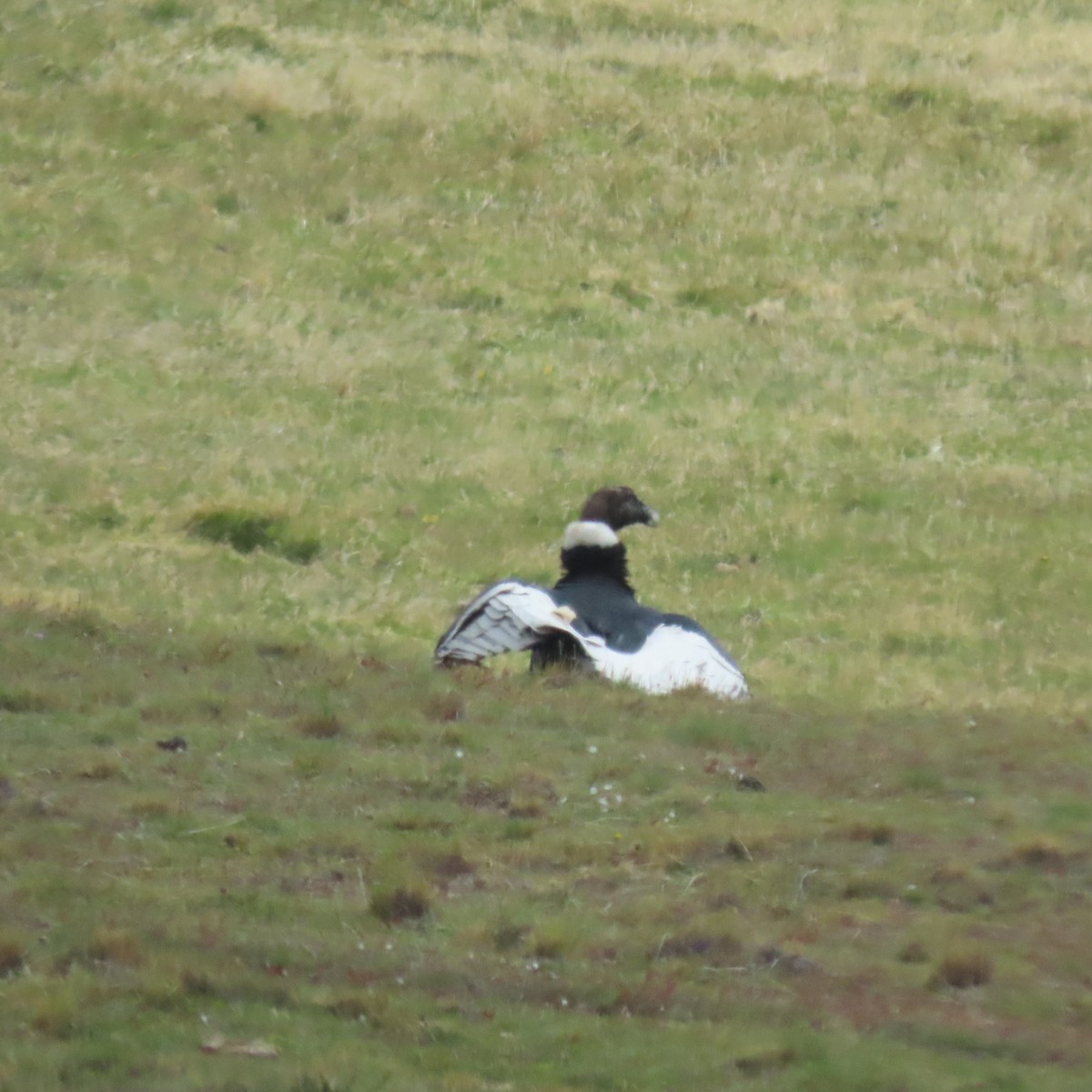 Andean Condor - ML646001343