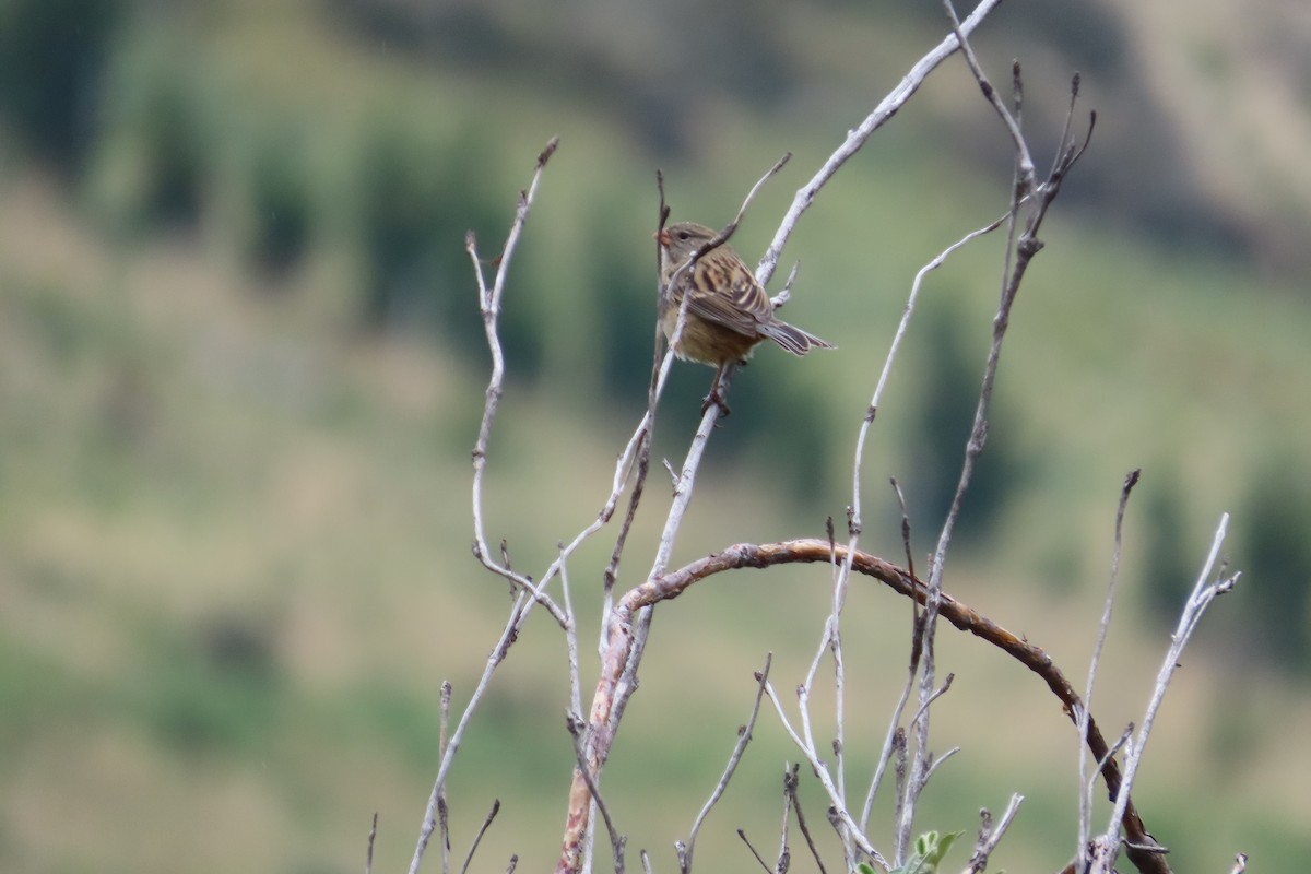 Plain-colored Seedeater - ML646001345