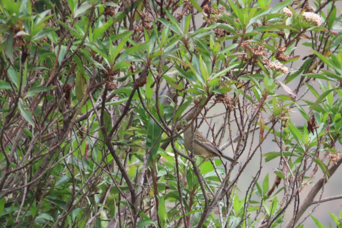 Plain-colored Seedeater - ML646001348