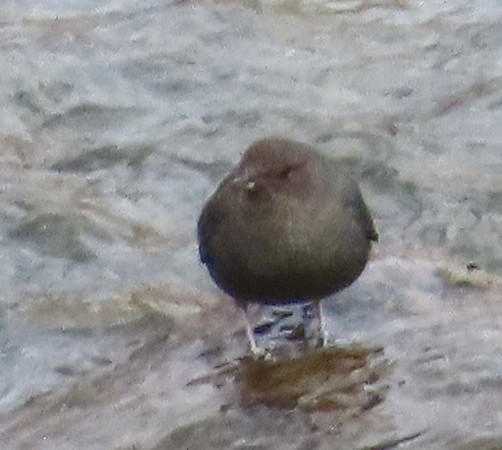 American Dipper - ML646001364