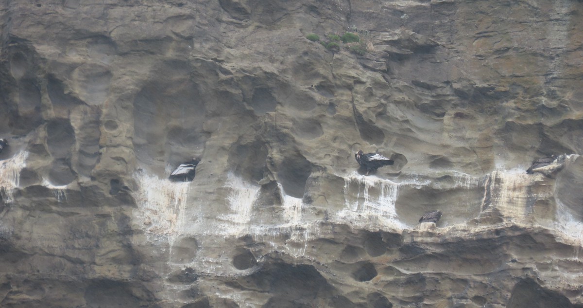 Andean Condor - ML646001370