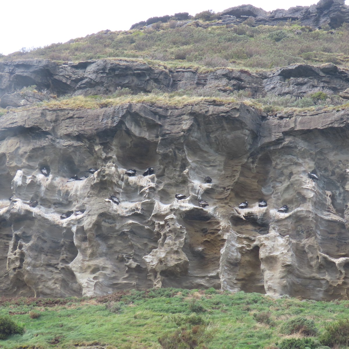 Andean Condor - ML646001371