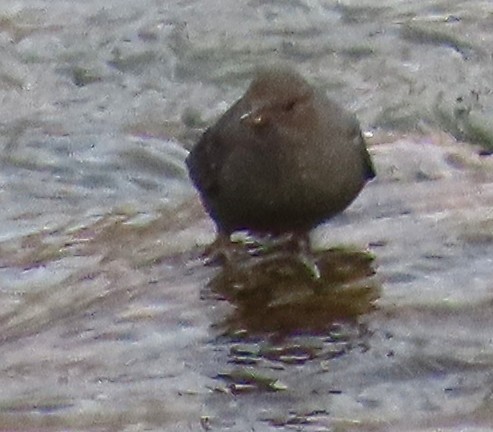 American Dipper - ML646001372