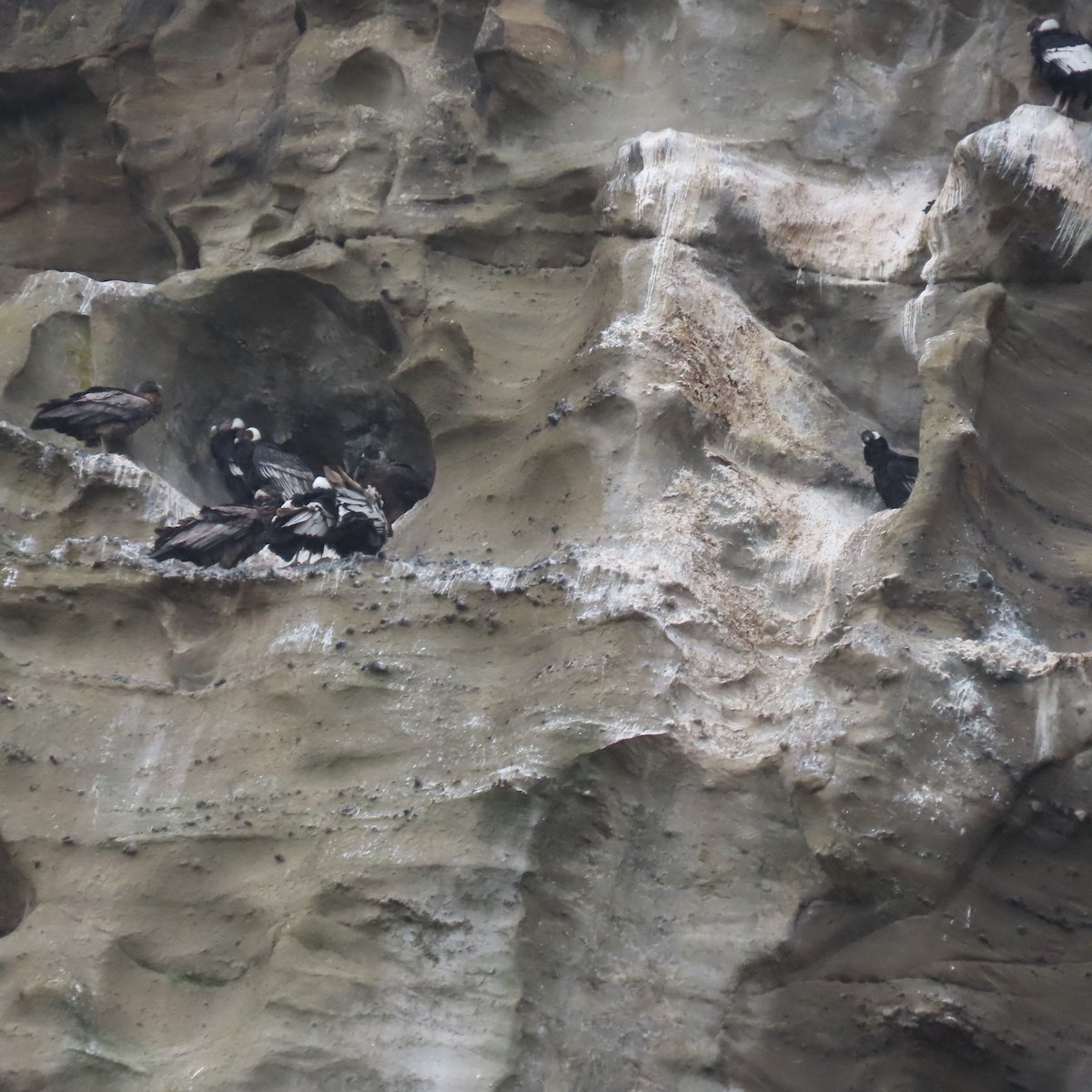 Andean Condor - ML646001373