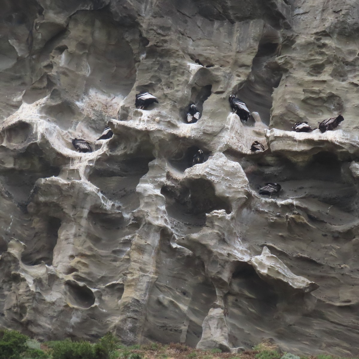 Andean Condor - ML646001375