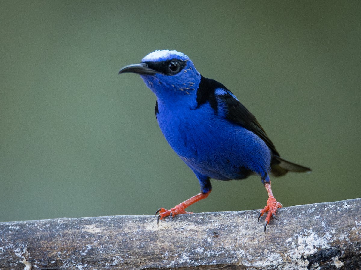 Red-legged Honeycreeper - ML646001377