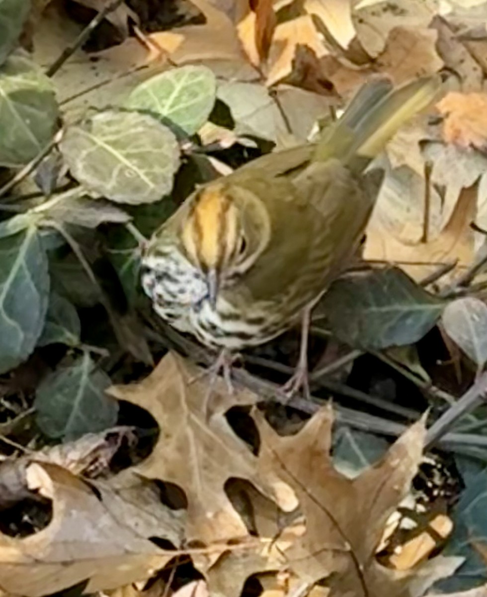 Ovenbird - ML646001385