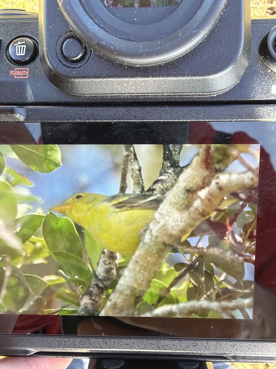 Western Tanager - ML646001386