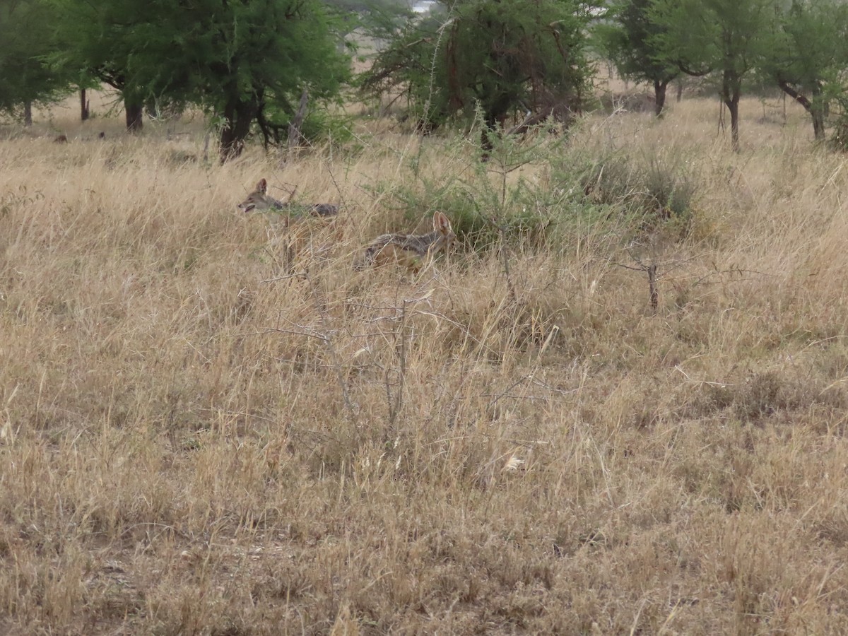 Black-backed Jackal - ML646001388