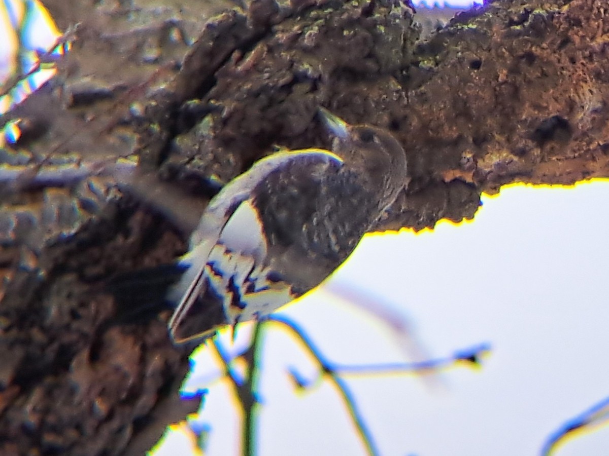 Red-headed Woodpecker - ML646001392