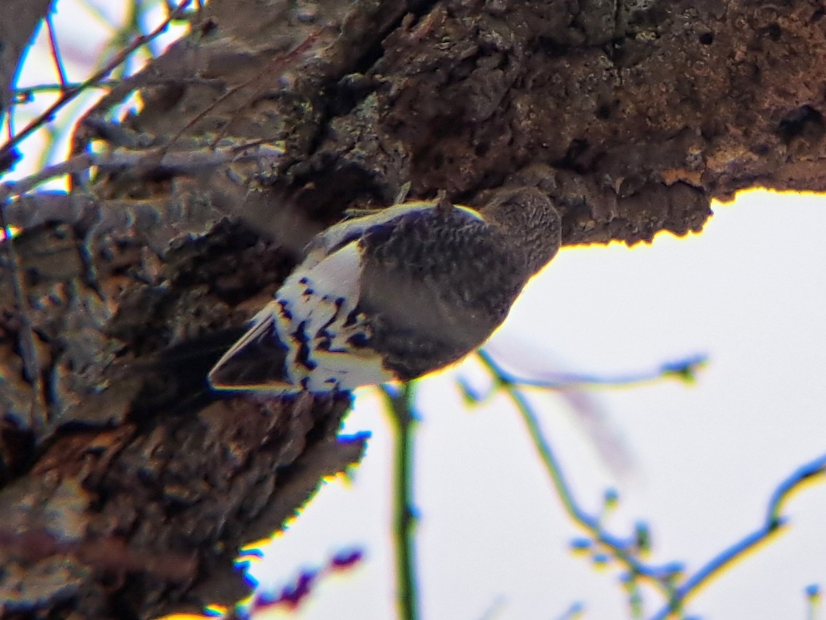 Red-headed Woodpecker - ML646001393