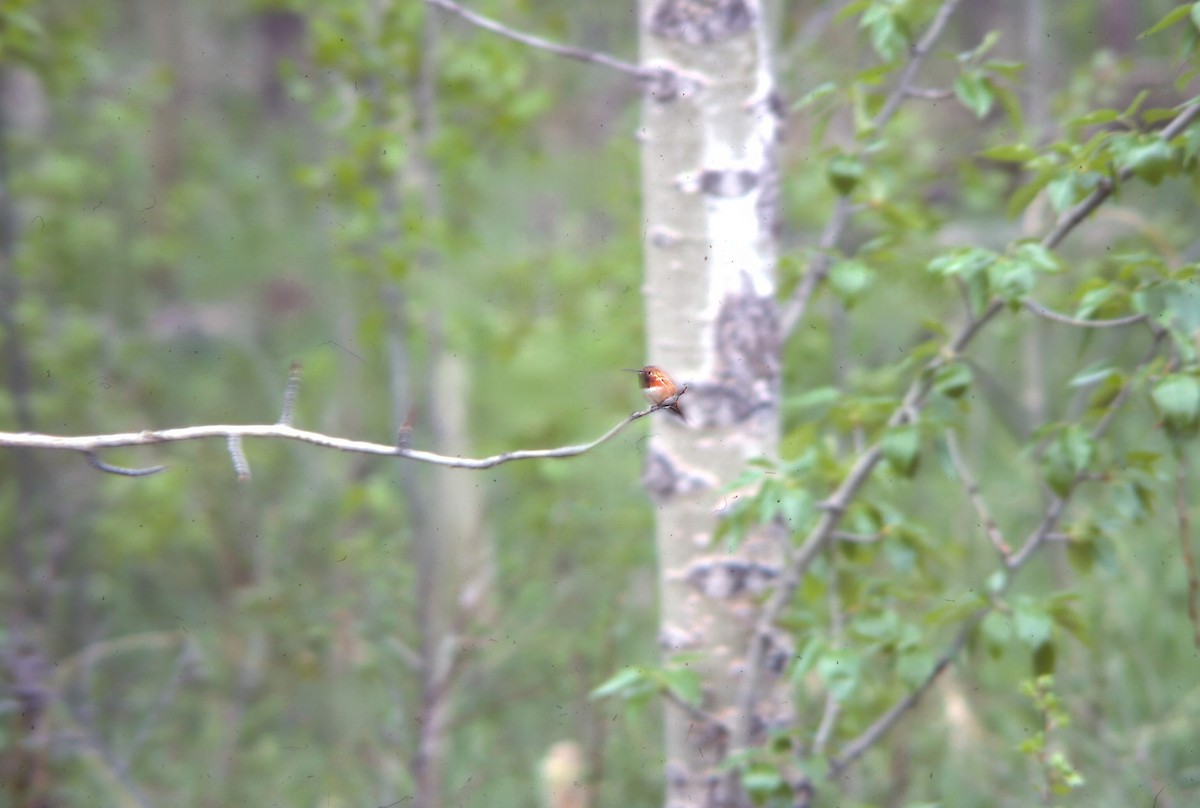 kalypta rezavolesklá - ML646001410