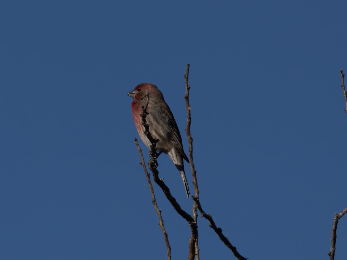 House Finch - ML646001421