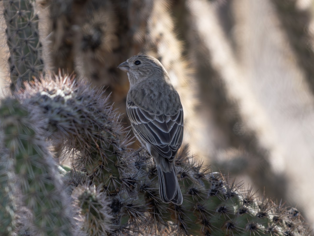 House Finch - ML646001422