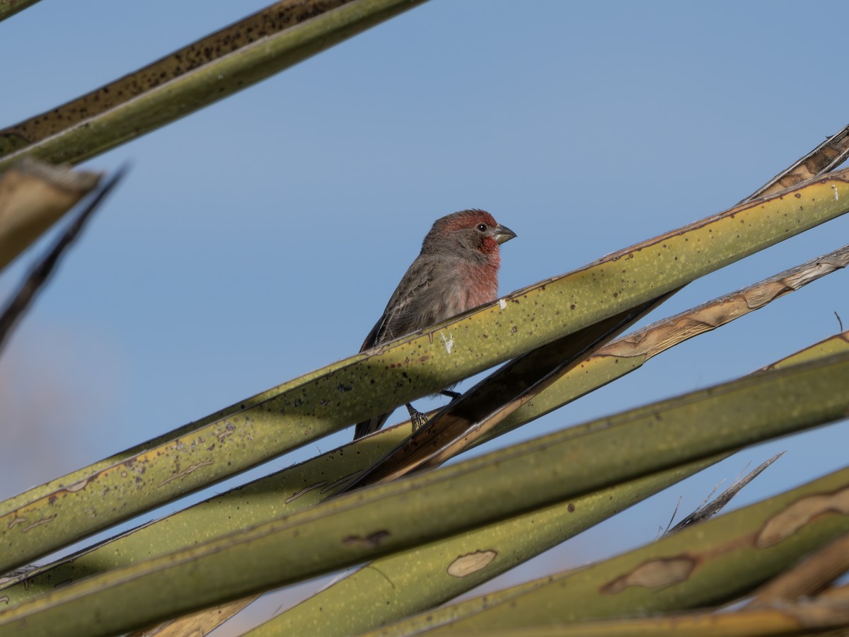 House Finch - ML646001423