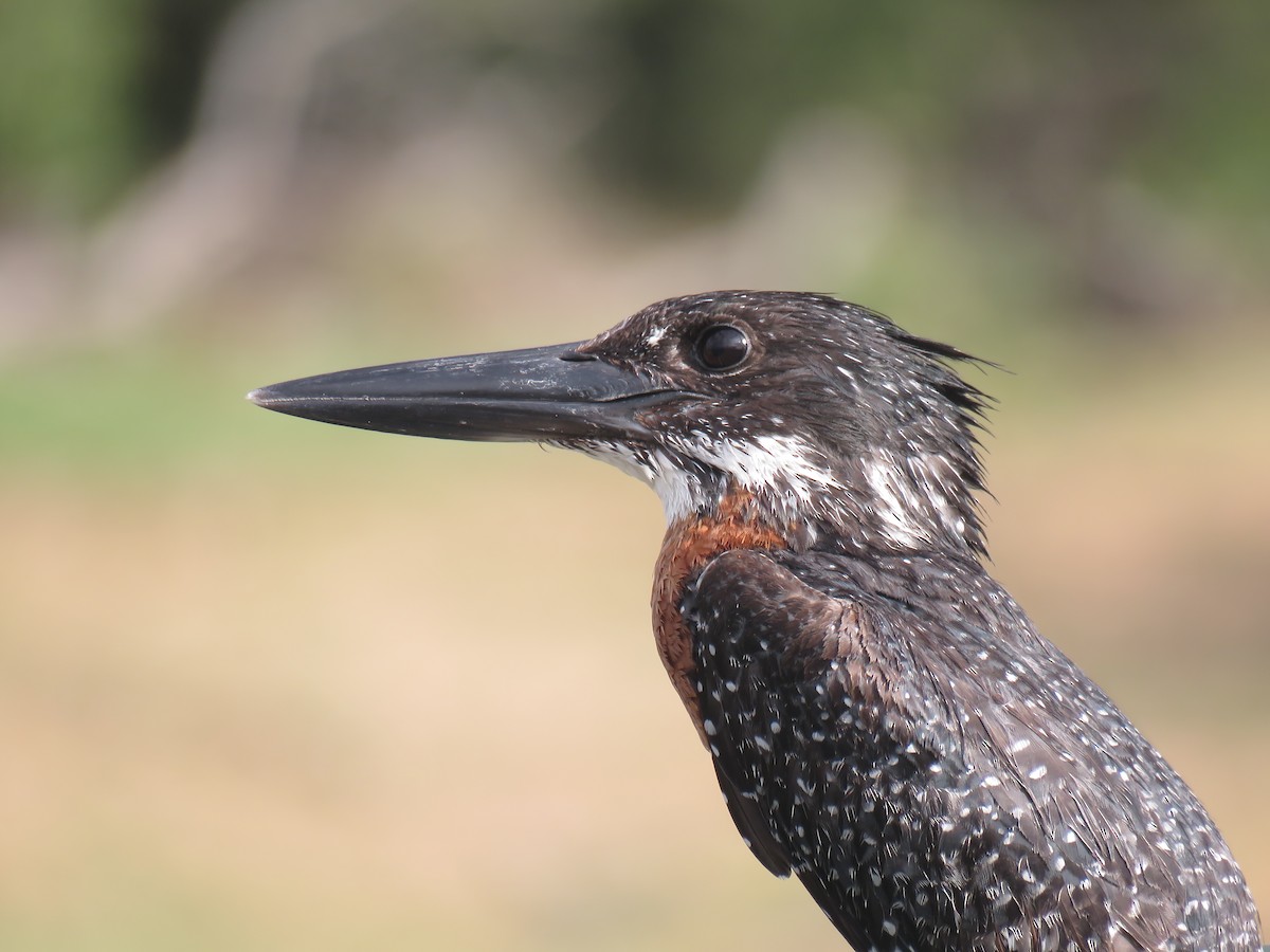 Giant Kingfisher - ML646001432