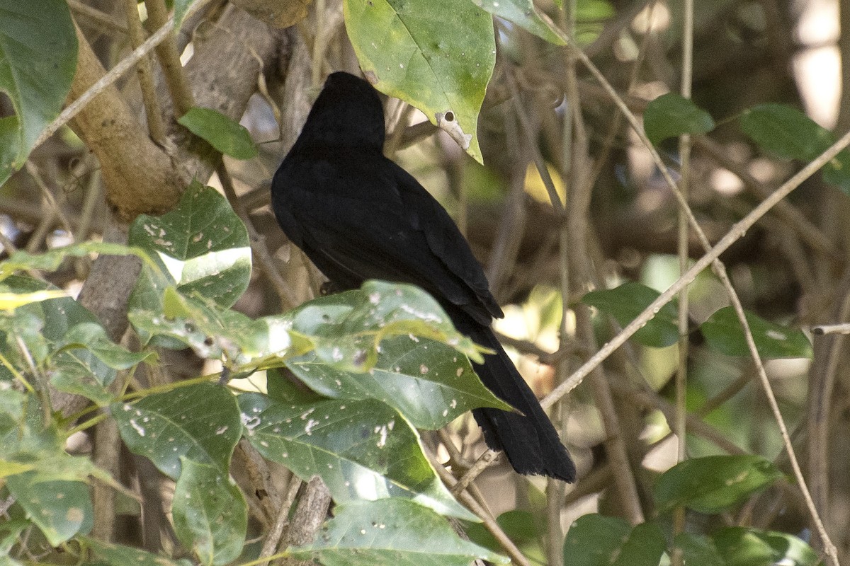 Solitary Black Cacique - ML646001433