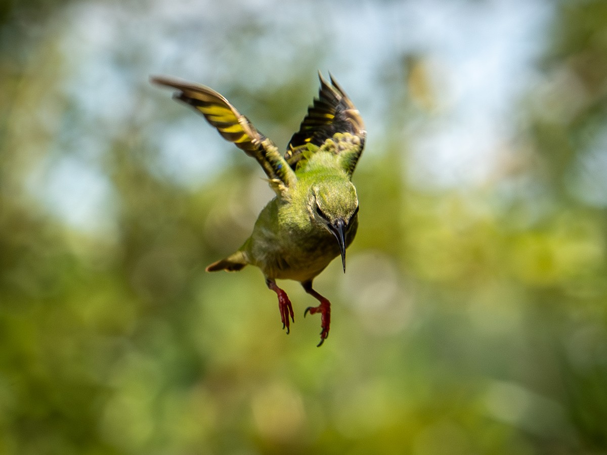 Red-legged Honeycreeper - ML646001436