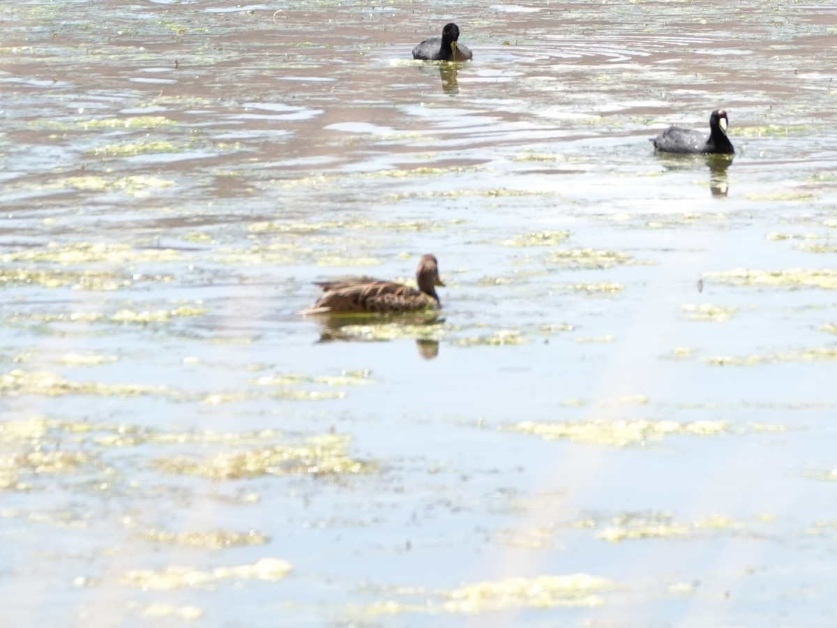 Шилохвіст жовтодзьобий - ML646001468