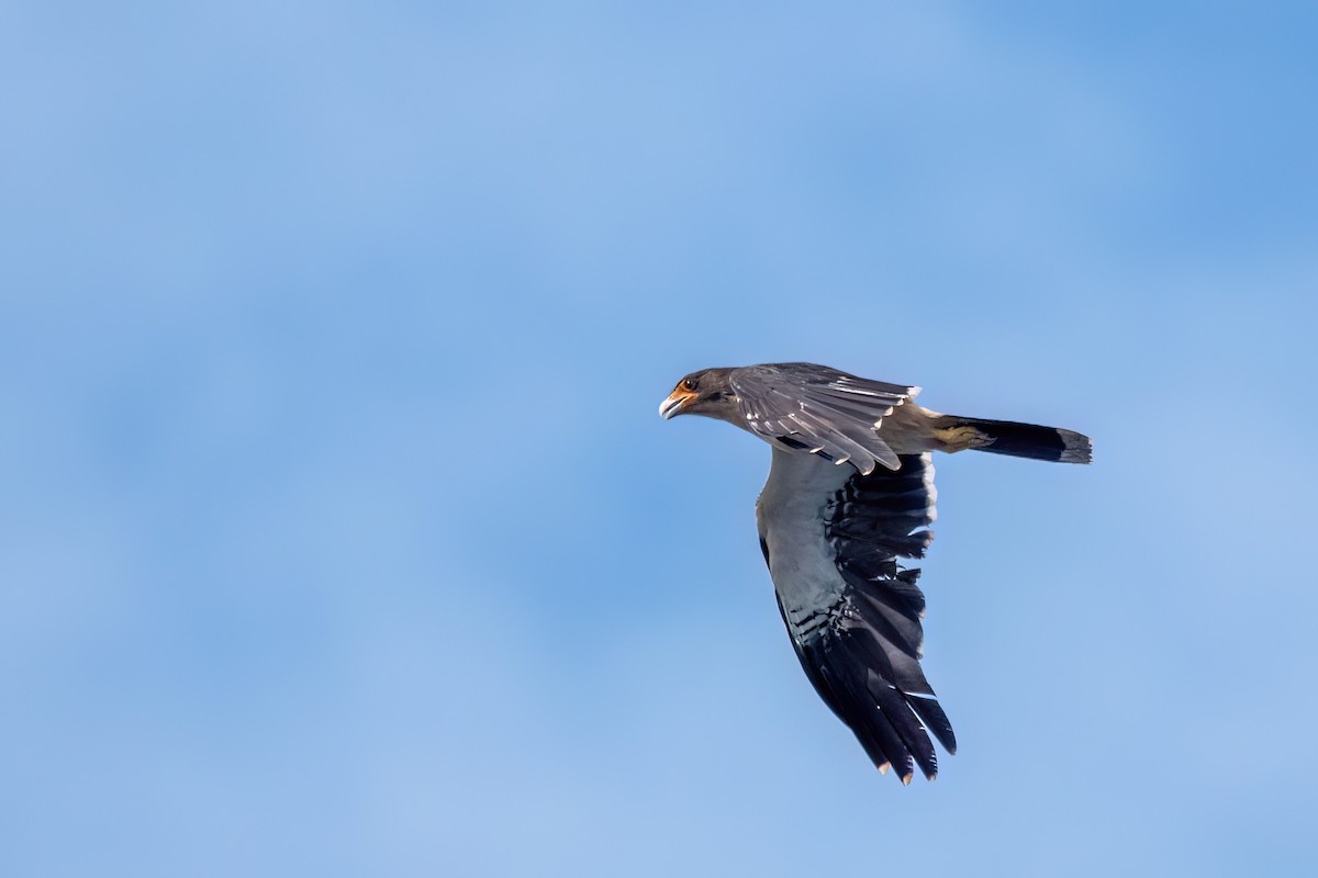 White-throated Caracara - ML646001473