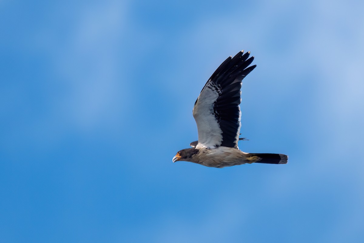 White-throated Caracara - ML646001474
