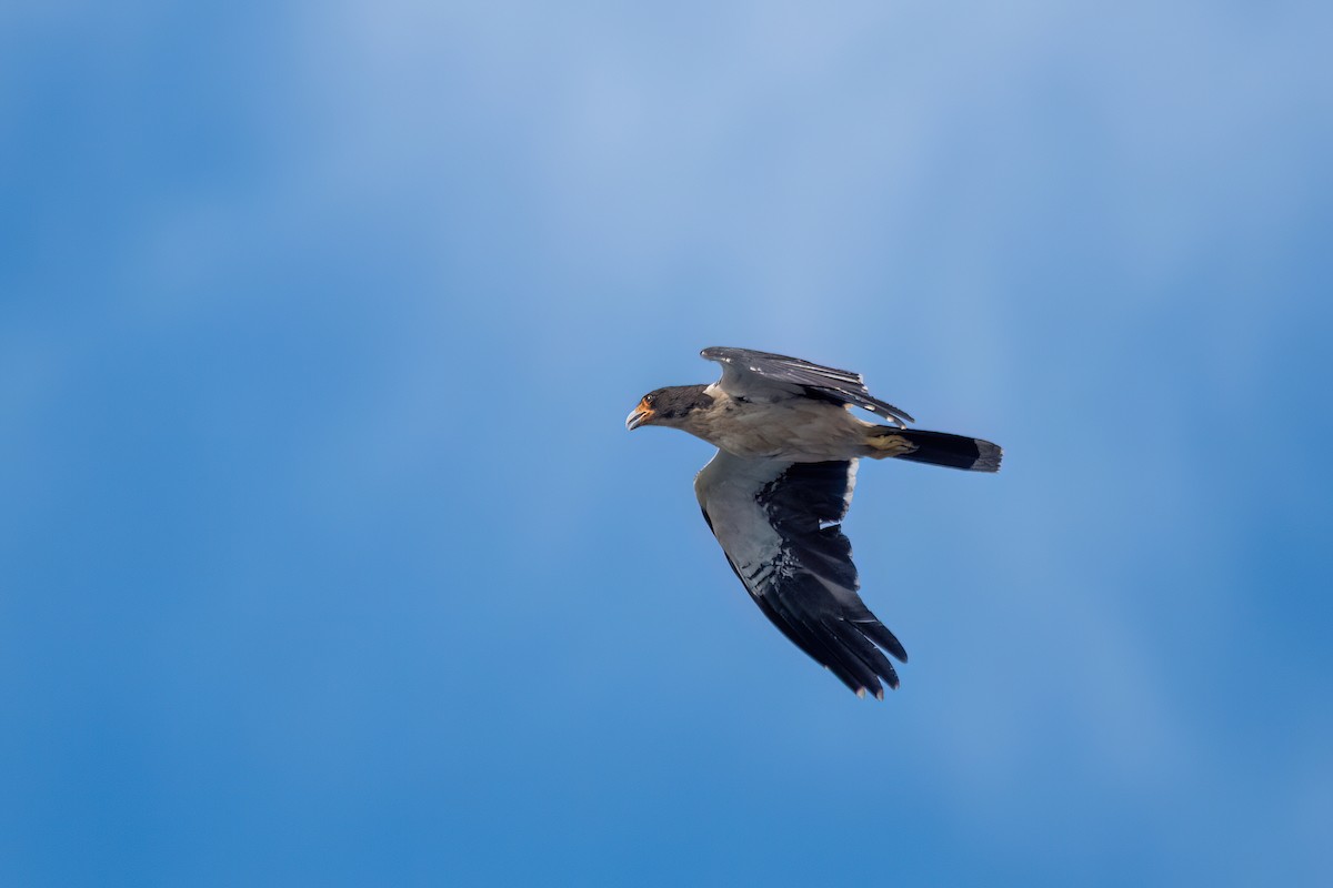 White-throated Caracara - ML646001475