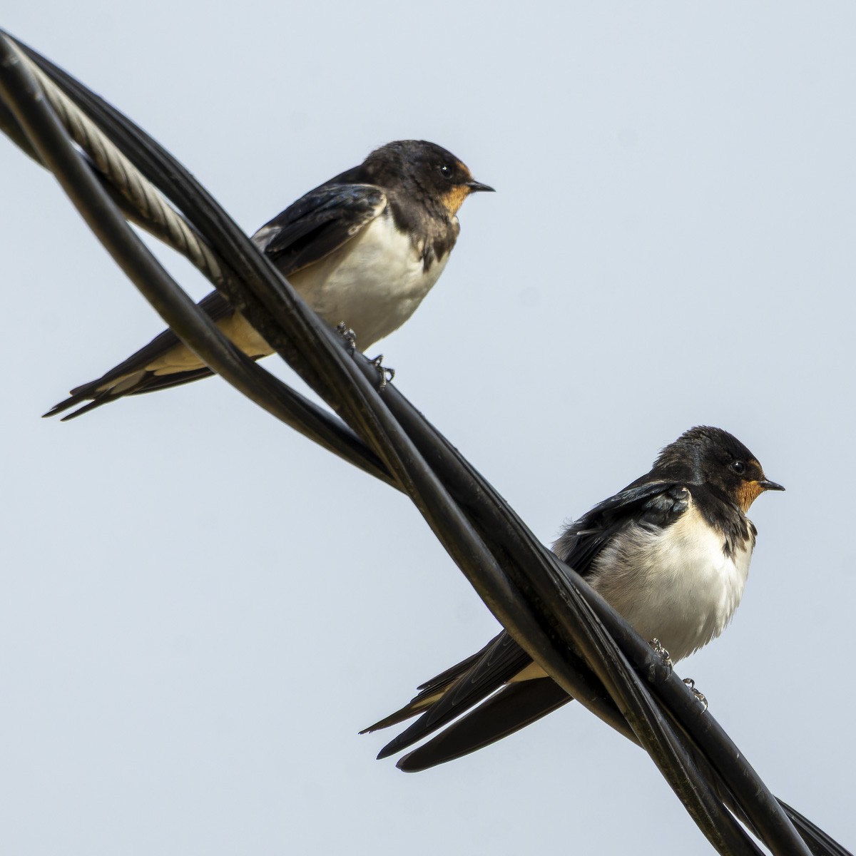 vlaštovka obecná - ML646001482