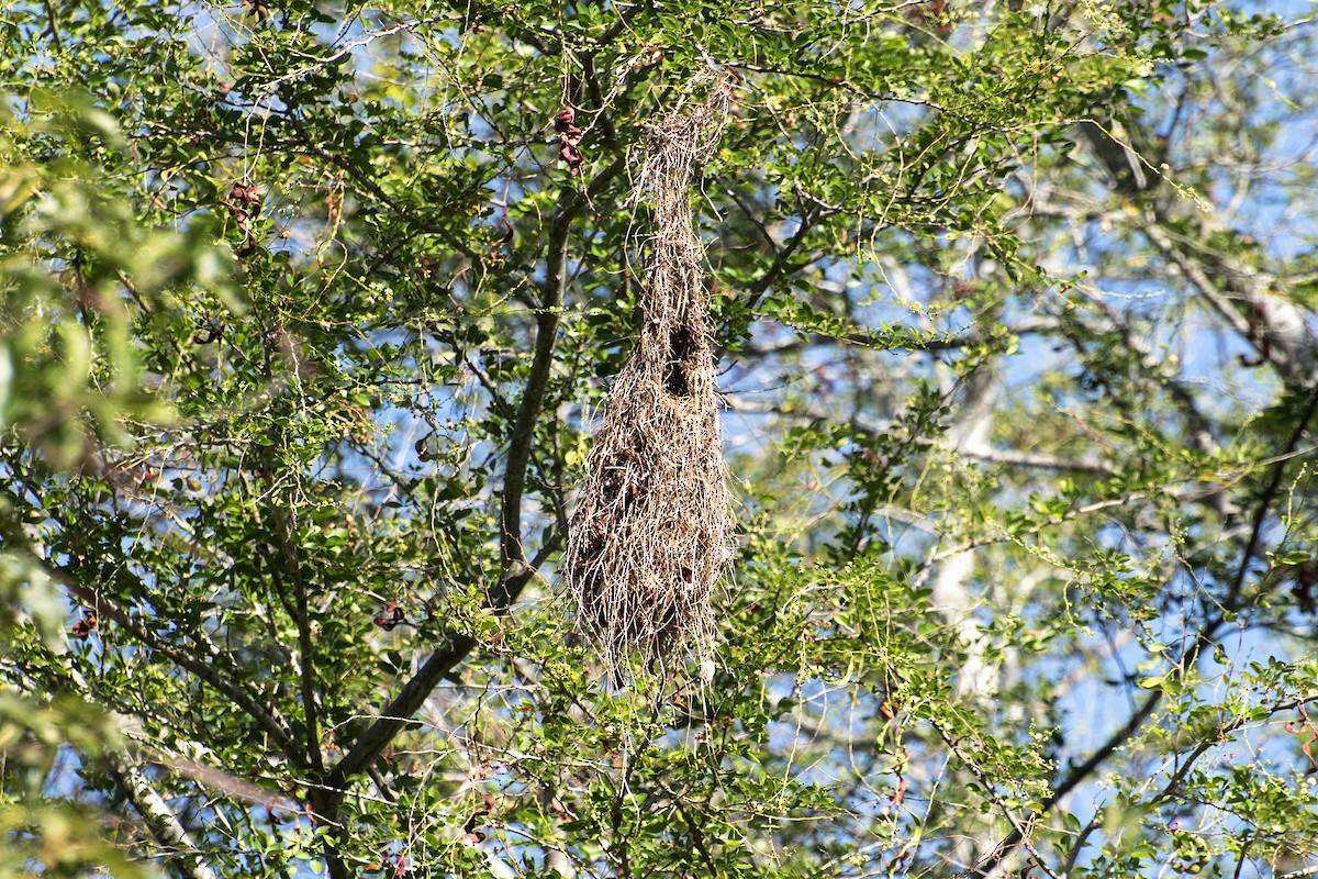 Solitary Black Cacique - ML646001483