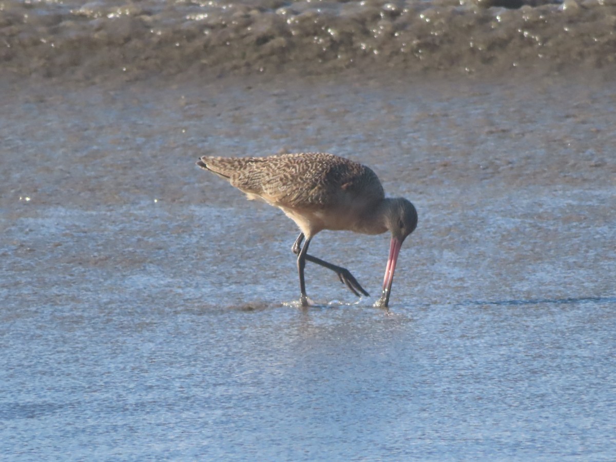 Marbled Godwit - ML646001508