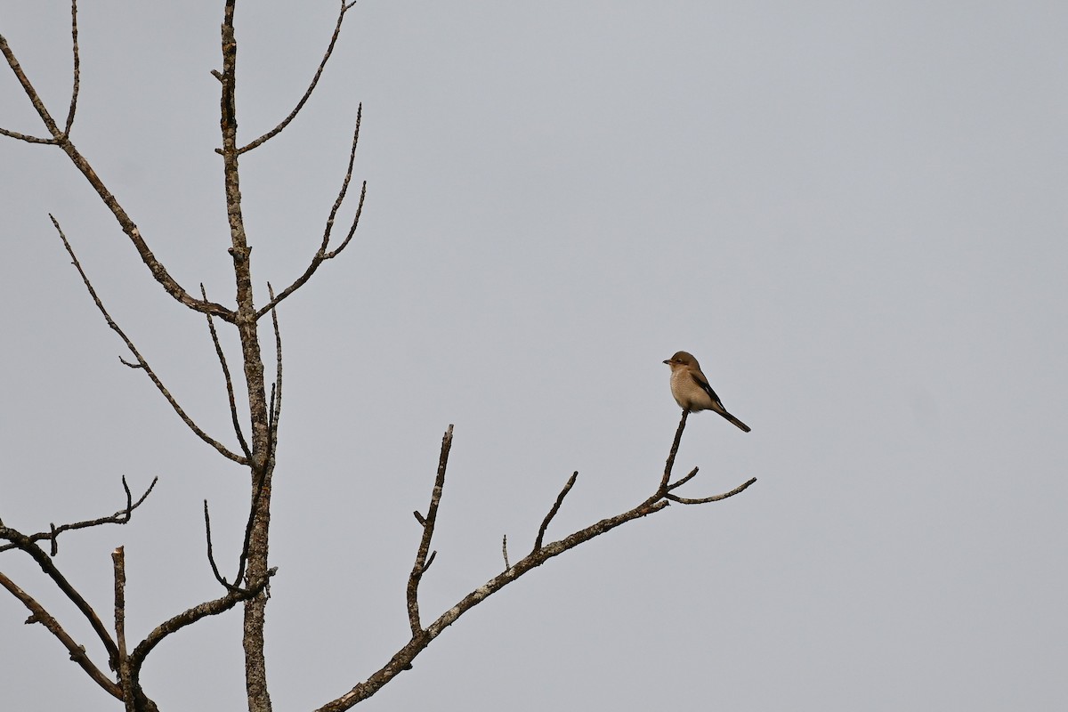 ťuhýk severní - ML646001522