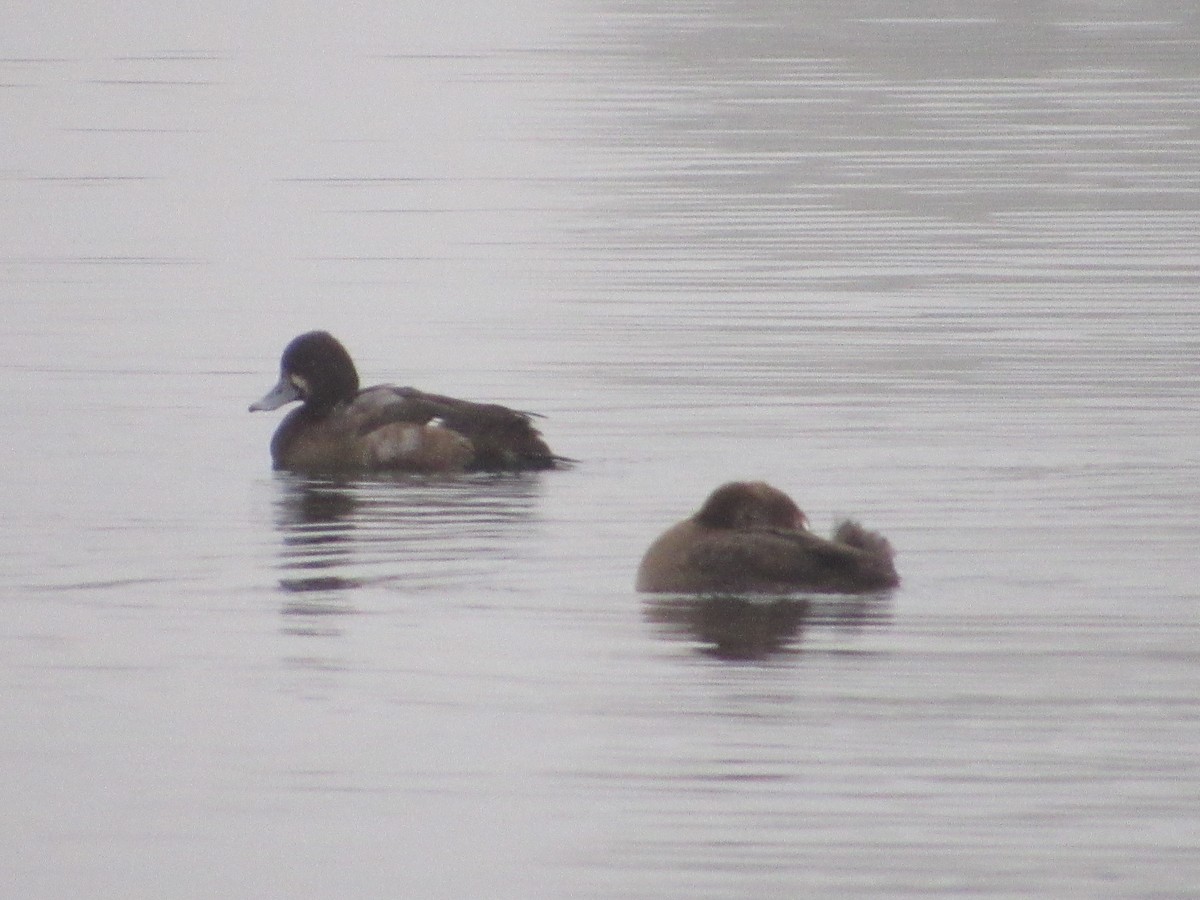 Морская чернеть - ML646001525