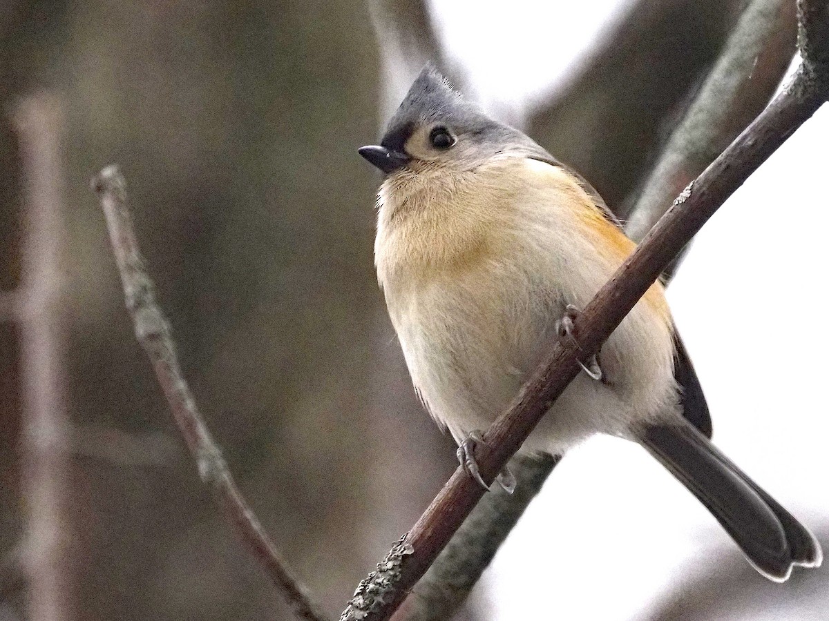 Tufted Titmouse - ML646001534