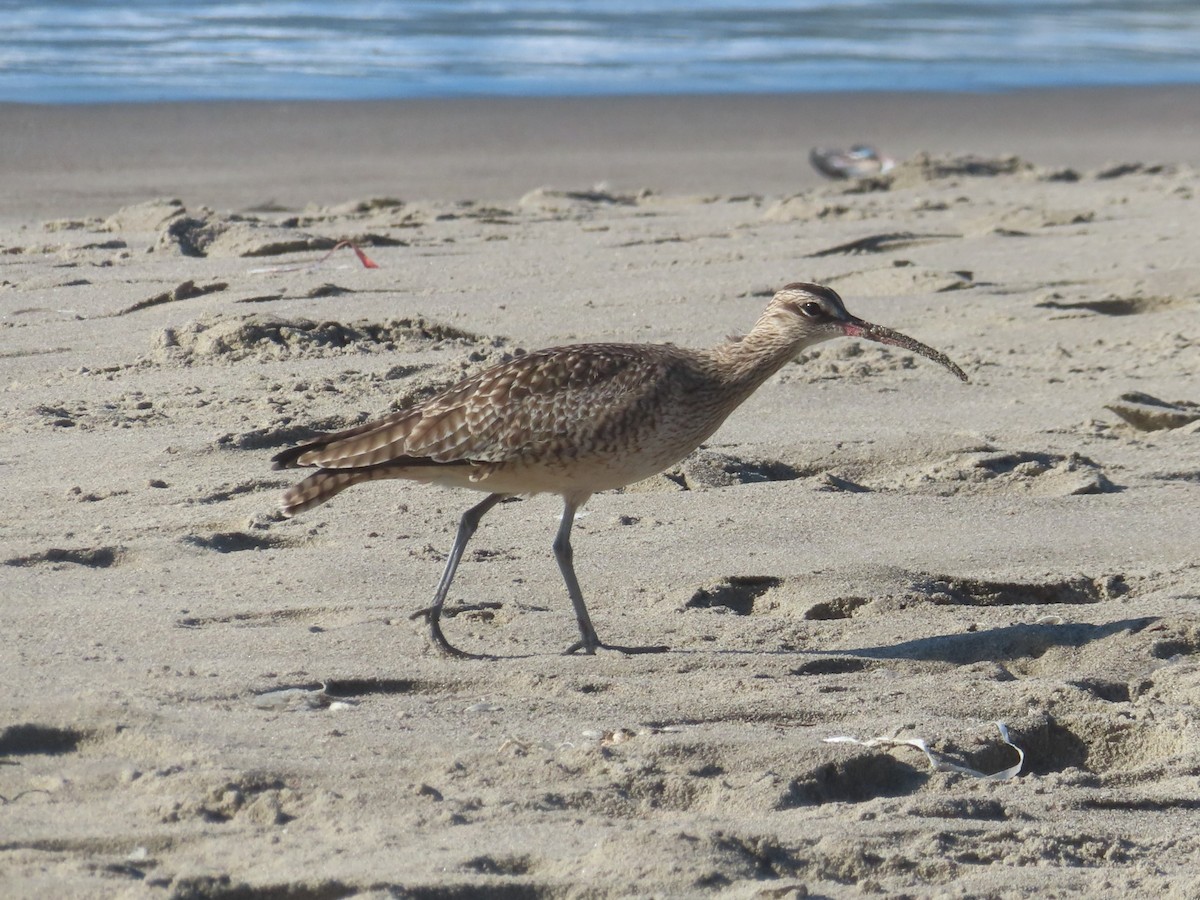 Chiurlo piccolo americano - ML646001537