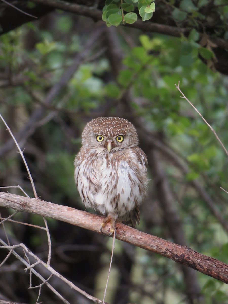 kulíšek perlový - ML646001543