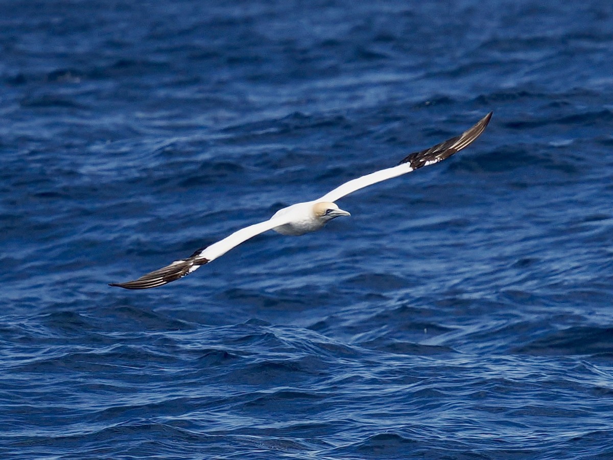 Australasian Gannet - ML646001544