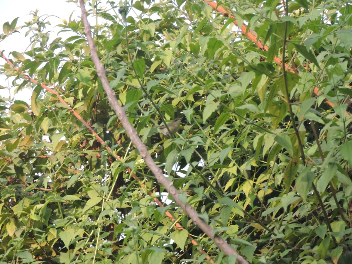 Blyth's Reed Warbler - ML646001559