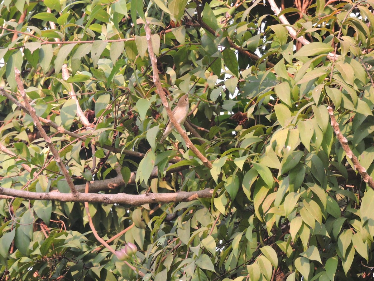 Booted Warbler - ML646001560