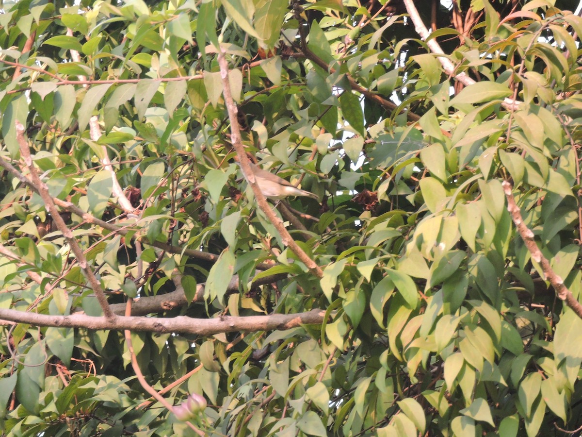 Booted Warbler - ML646001561