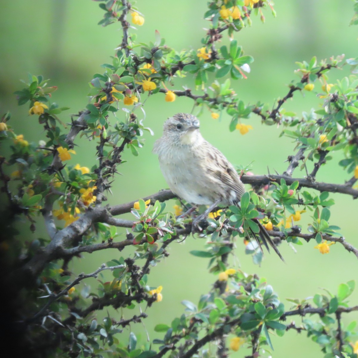 Austral Canastero - ML646001563