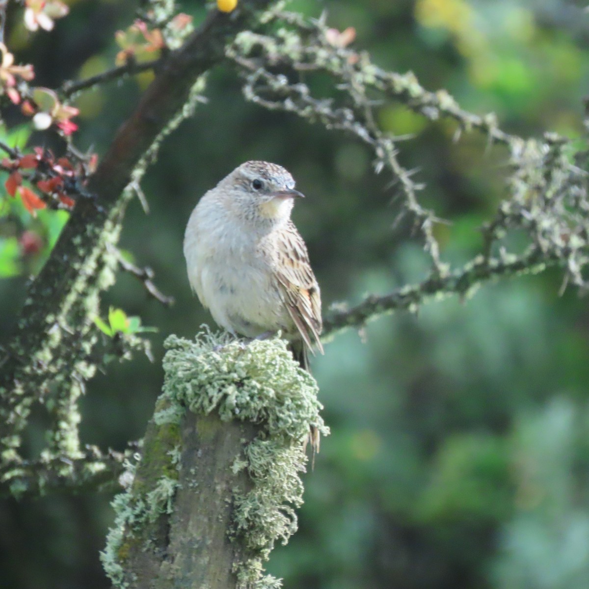 Austral Canastero - ML646001564